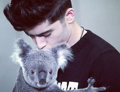 Un cantante afirma que contrajo enfermedad sexual de un koala 3 noticias el cantante de One Direction afirma que contrajo enfermedad sexual de un koala