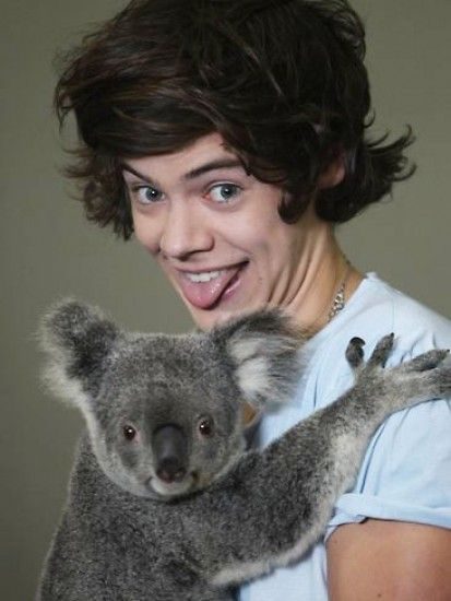 Un cantante afirma que contrajo enfermedad sexual de un koala 4 noticias el cantante de One Direction afirma que contrajo enfermedad sexual de un koala