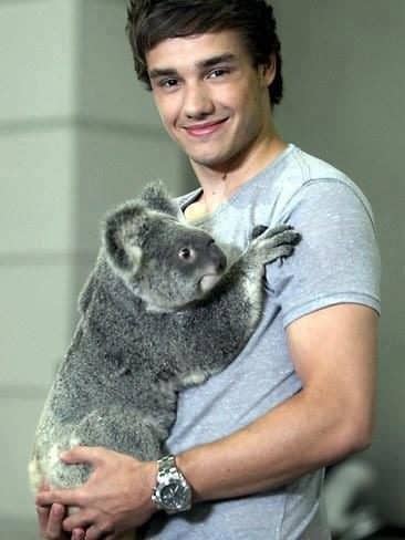 Un cantante afirma que contrajo enfermedad sexual de un koala 5 noticias el cantante de One Direction afirma que contrajo enfermedad sexual de un koala