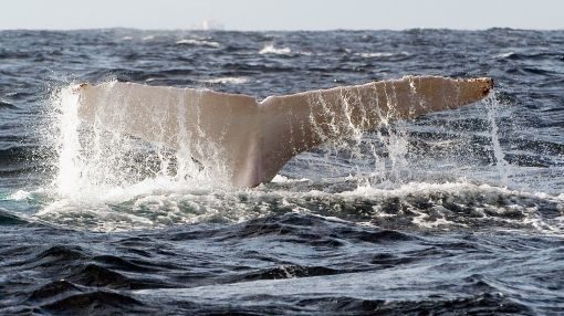 noticias Avistan por primera vez una Orca blanca adulta 