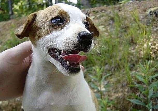 noticias Un águila ataca a una turista británica para llevarse a su perra 