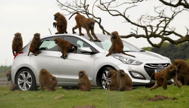 40 monos se enfrentan al reto de probar un coche nuevo 9 40 monos se enfrentan al reto de probar un coche nuevo 9