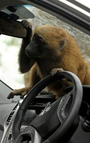40 monos se enfrentan al reto de probar un coche nuevo 5 40 monos se enfrentan al reto de probar un coche nuevo 5