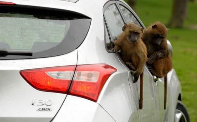 40 monos se enfrentan al reto de probar un coche nuevo 3 40 monos se enfrentan al reto de probar un coche nuevo 3