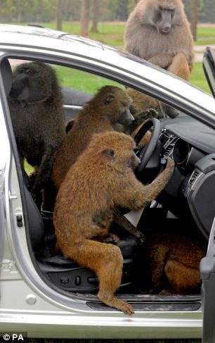 40 monos se enfrentan al reto de probar un coche nuevo 4 40 monos se enfrentan al reto de probar un coche nuevo 4