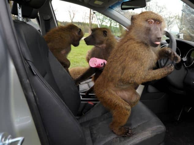 40 monos se enfrentan al reto de probar un coche nuevo 7 40 monos se enfrentan al reto de probar un coche nuevo 7