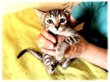 Refugio de gatos busca voluntarios y casas de acogida en Murcia 2 Refugio de gatos busca voluntarios y casas de acogida en Murcia 3