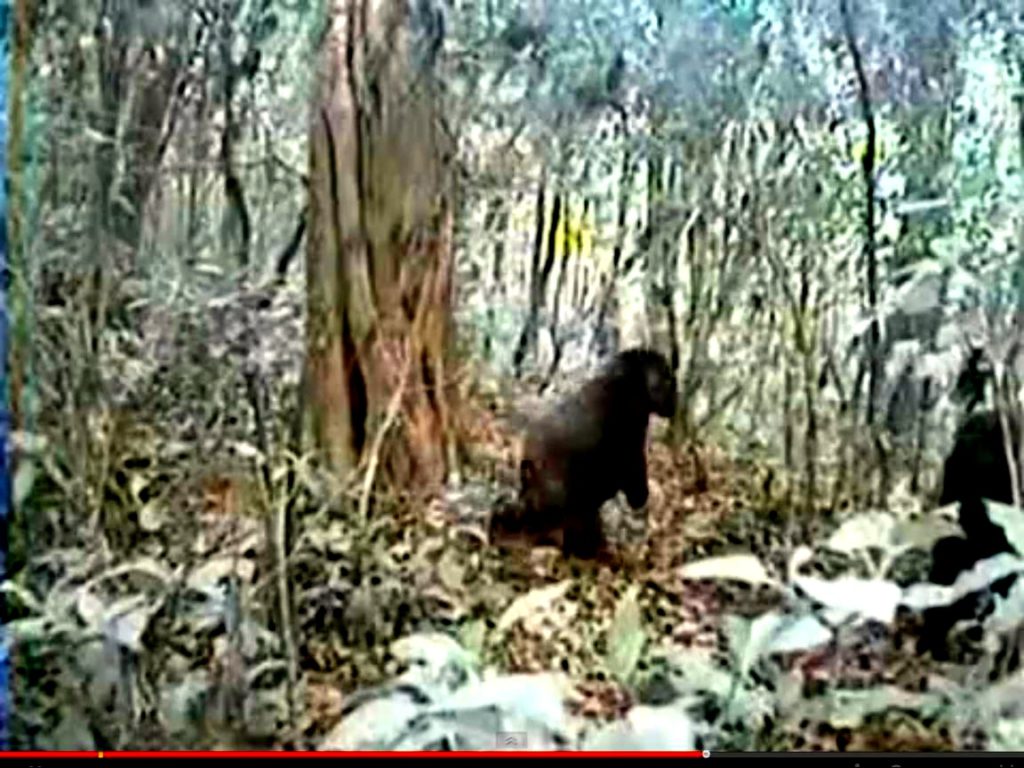 Consiguen grabar en video al gorila más extraño del mundo 1
