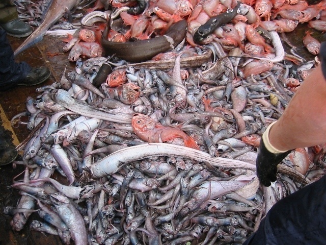 La mitad de los peces pescados en Europa se tiran muertos al mar 1 La mitad de los peces pescados en Europa se tiran muertos al mar 2