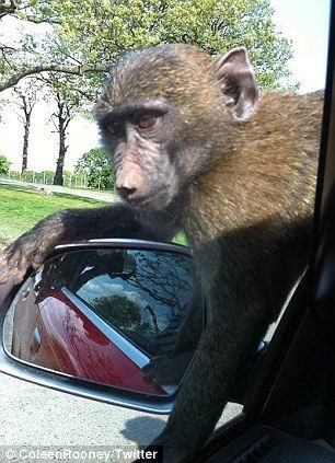 40 monos se enfrentan al reto de probar un coche nuevo 12 40 monos se enfrentan al reto de probar un coche nuevo 12