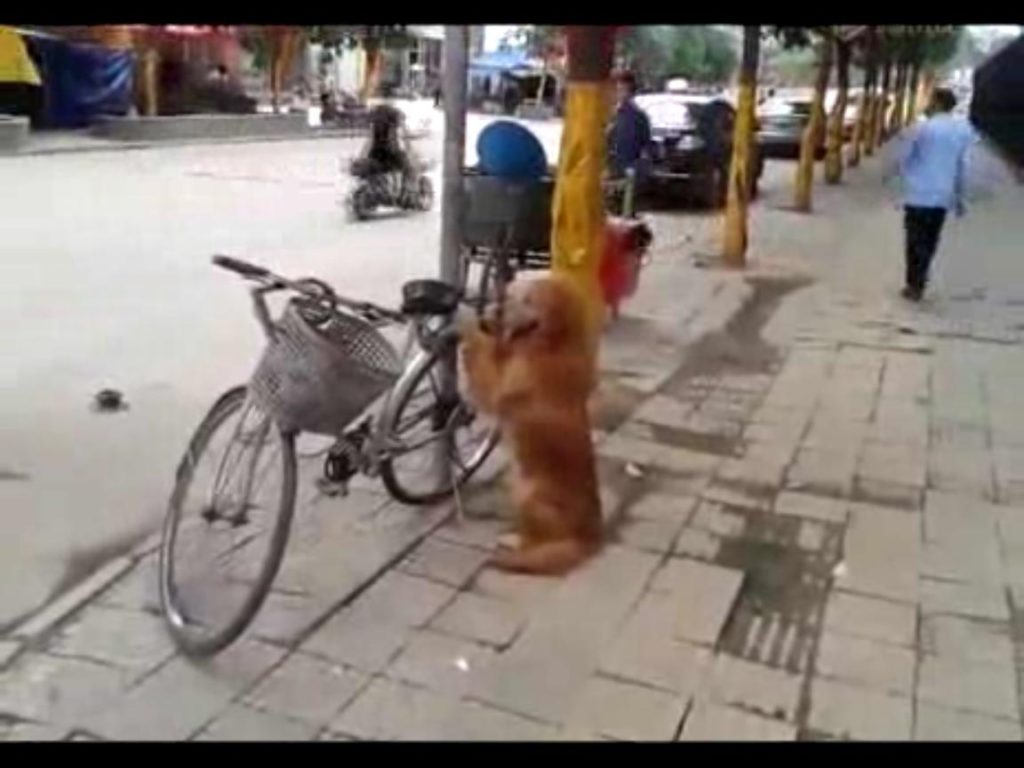 El increíble perro guardián de bicicletas 1
