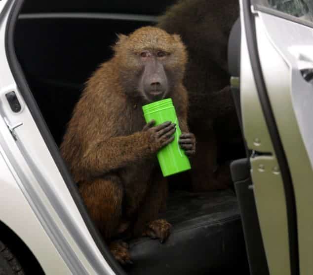 40 monos se enfrentan al reto de probar un coche nuevo 8 40 monos se enfrentan al reto de probar un coche nuevo 8