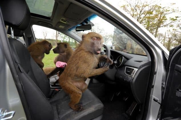 40 monos se enfrentan al reto de probar un coche nuevo 2 Monos en un coche