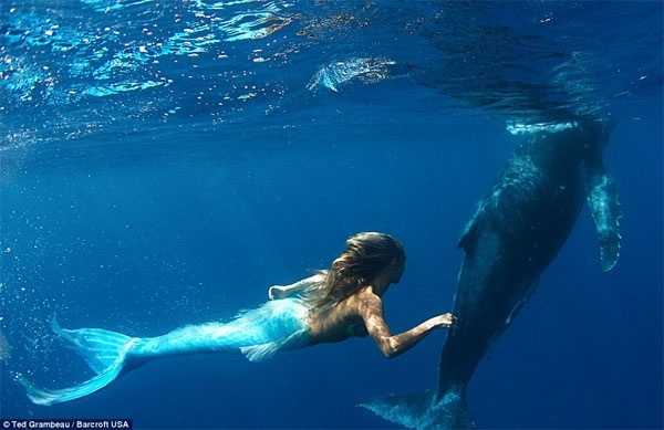 Sirena australiana nada junto a las ballenas 1