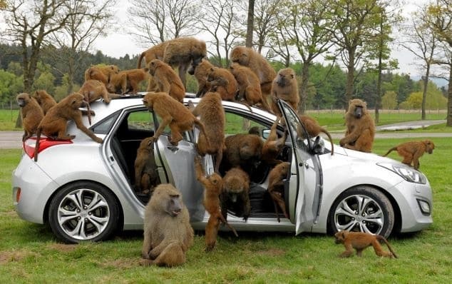 40 monos se enfrentan al reto de probar un coche nuevo 1 40 monos se enfrentan al reto de probar un coche nuevo 2