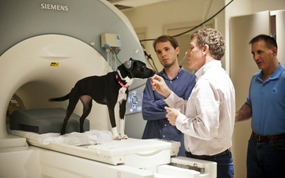 Descubren como funciona el cerebro de un perro 1 Descubren como funciona el cerebro de un perro 2