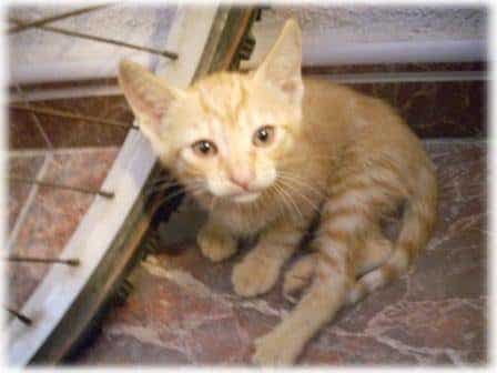 Refugio de gatos busca voluntarios y casas de acogida en Murcia 6 Refugio de gatos busca voluntarios y casas de acogida en Murcia 7