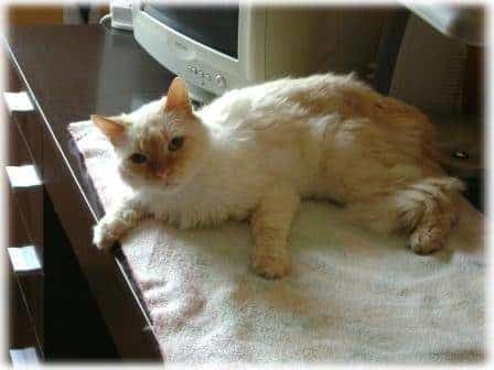 Refugio de gatos busca voluntarios y casas de acogida en Murcia 5 Refugio de gatos busca voluntarios y casas de acogida en Murcia 6