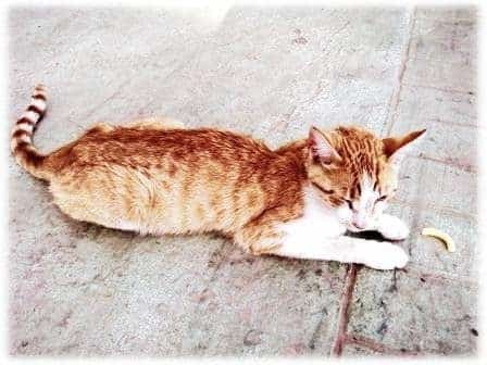 Refugio de gatos busca voluntarios y casas de acogida en Murcia 3 Refugio de gatos busca voluntarios y casas de acogida en Murcia 4