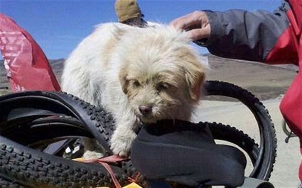 Una perrita recorre 1.800 kilómetros en China siguiendo a un grupo de ciclistas 1 Una perrita recorre 1.800 kilómetros en China siguiendo a un grupo de ciclistas 2