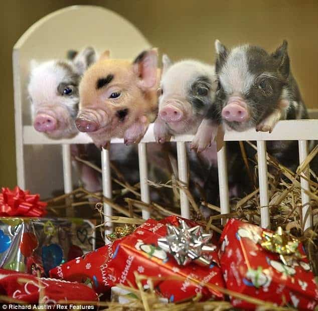 Micro cerditos reales posan para un calendario 7 Miro cerditos en miniatura