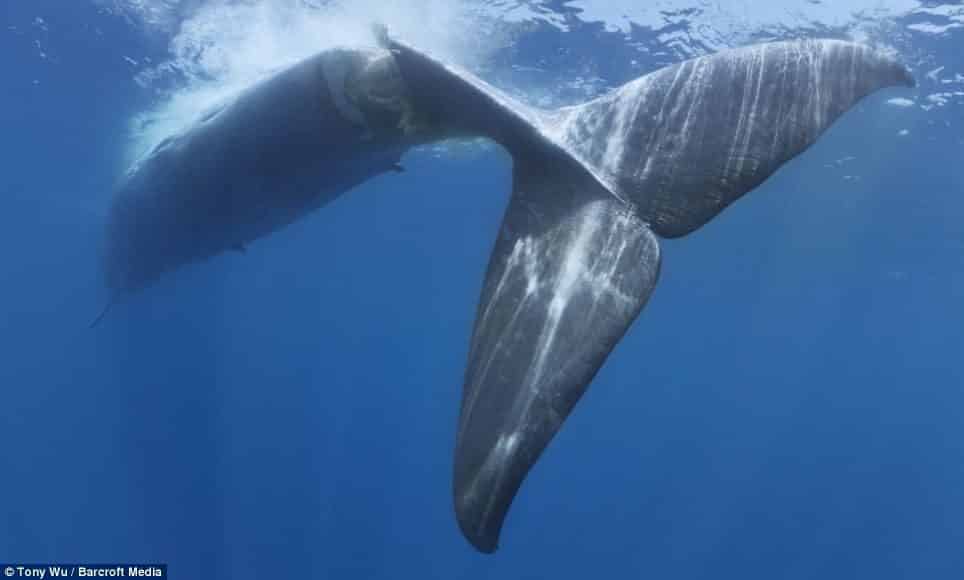Imágenes desgarradoras de una Ballena Azul herida de muerte por barco mientras dormía 3