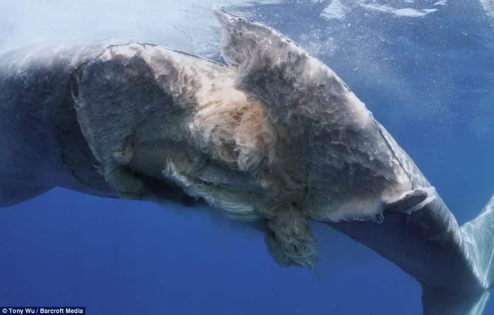 Imágenes desgarradoras de una Ballena Azul herida de muerte por barco mientras dormía 4