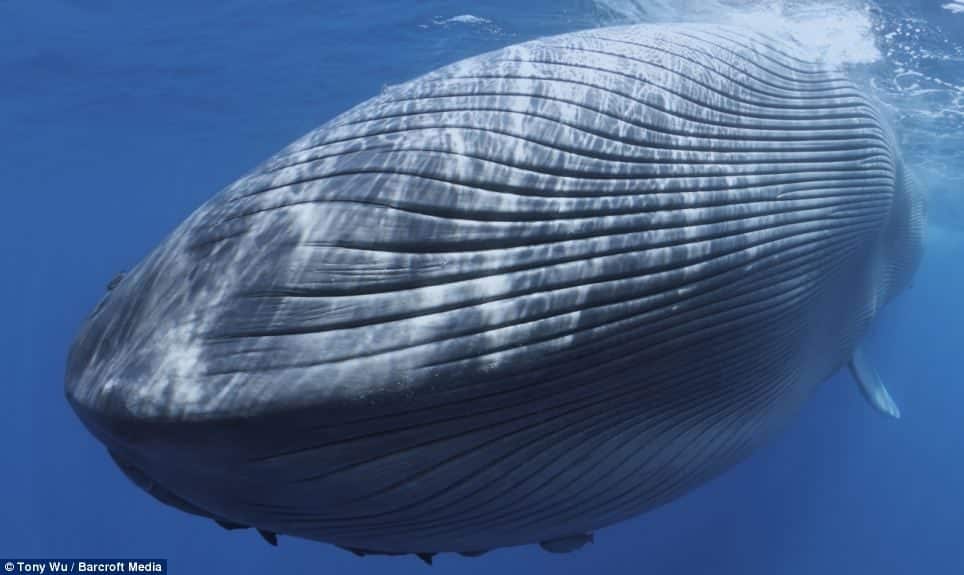 Imágenes desgarradoras de una Ballena Azul herida de muerte por barco mientras dormía 5