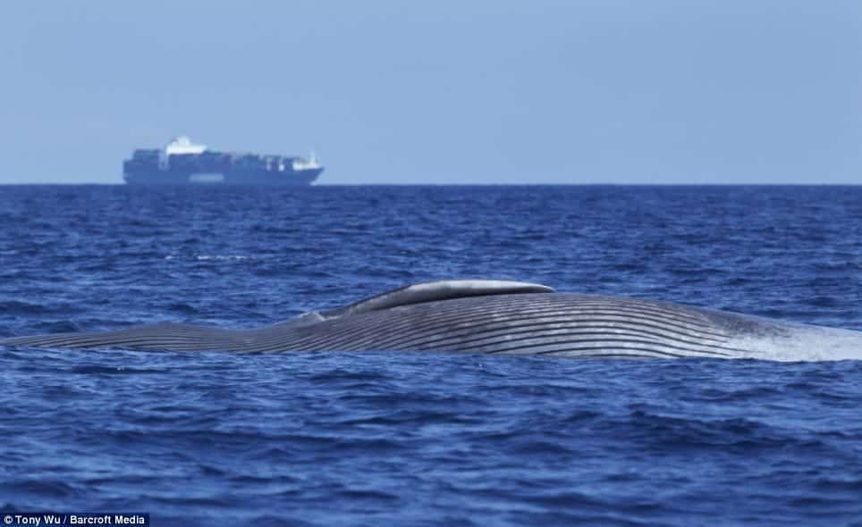 Imágenes desgarradoras de una Ballena Azul herida de muerte por barco mientras dormía 6