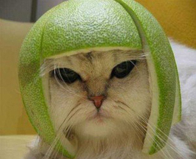 Extraña y curiosa moda: Hacerles fotos a lo gatos con armaduras hechas de fruta 14