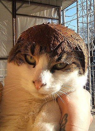 Extraña y curiosa moda: Hacerles fotos a lo gatos con armaduras hechas de fruta 11