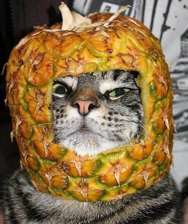Extraña y curiosa moda: Hacerles fotos a lo gatos con armaduras hechas de fruta 5