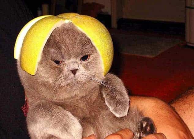 Extraña y curiosa moda: Hacerles fotos a lo gatos con armaduras hechas de fruta 6