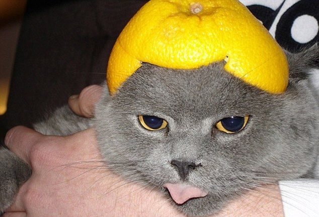 Extraña y curiosa moda: Hacerles fotos a lo gatos con armaduras hechas de fruta 7