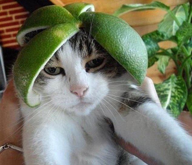Extraña y curiosa moda: Hacerles fotos a lo gatos con armaduras hechas de fruta 8