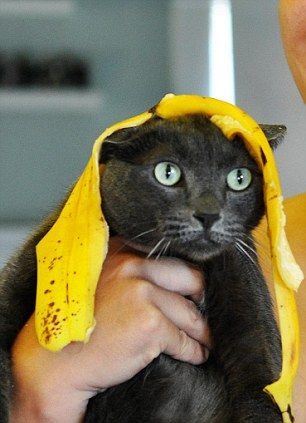 Extraña y curiosa moda: Hacerles fotos a lo gatos con armaduras hechas de fruta 10