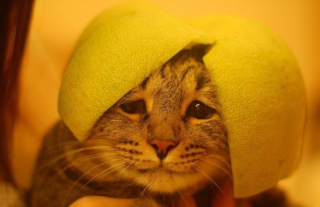 Extraña y curiosa moda: Hacerles fotos a lo gatos con armaduras hechas de fruta 12
