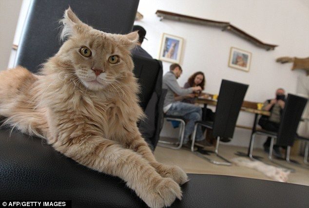 En Viena abren el primer café para gatos de Europa 8 En Viena abren el primer café para gatos de Europa 9