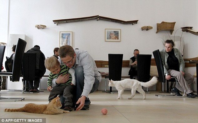 En Viena abren el primer café para gatos de Europa 2 En Viena abren el primer café para gatos de Europa 3