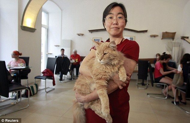 En Viena abren el primer café para gatos de Europa 3 En Viena abren el primer café para gatos de Europa 4