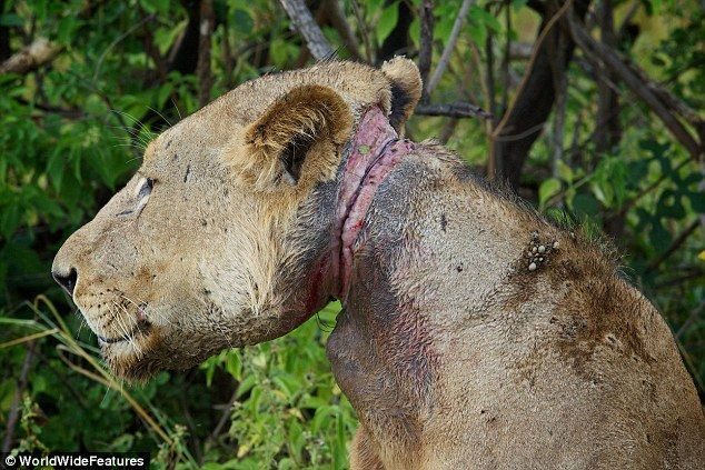 Un león joven condenada a morir de hambre por la trampa de un cazador furtivo 5 Un león joven condenada a morir de hambre por la trampa de un cazador furtivo 6