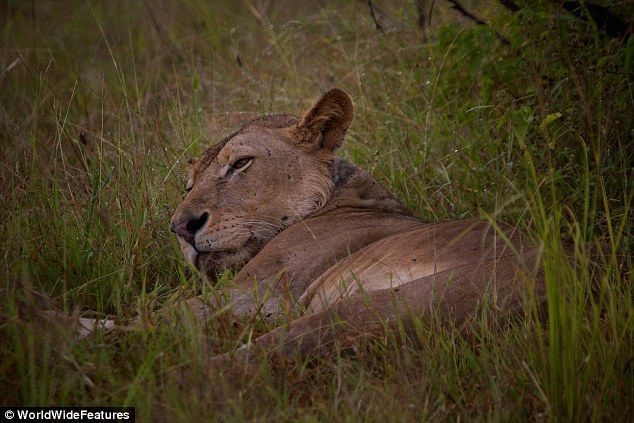 Un león joven condenada a morir de hambre por la trampa de un cazador furtivo 3 Un león joven condenada a morir de hambre por la trampa de un cazador furtivo 4