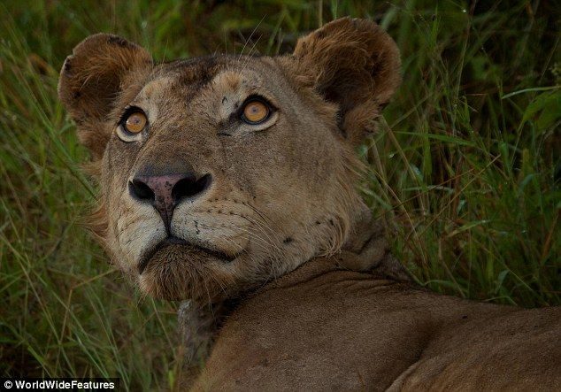 Un león joven condenada a morir de hambre por la trampa de un cazador furtivo 4 Un león joven condenada a morir de hambre por la trampa de un cazador furtivo 5