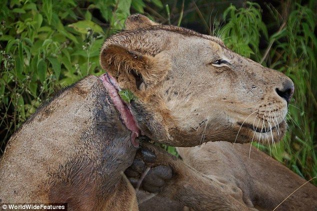 Un león joven condenada a morir de hambre por la trampa de un cazador furtivo 6 Un león joven condenada a morir de hambre por la trampa de un cazador furtivo 7