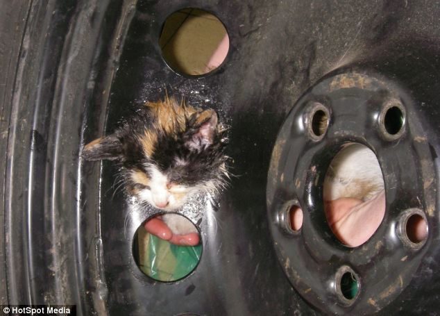 Gatito perdido es salvado de la rueda de un coche, su cabeza estaba pegada a la llanta 4