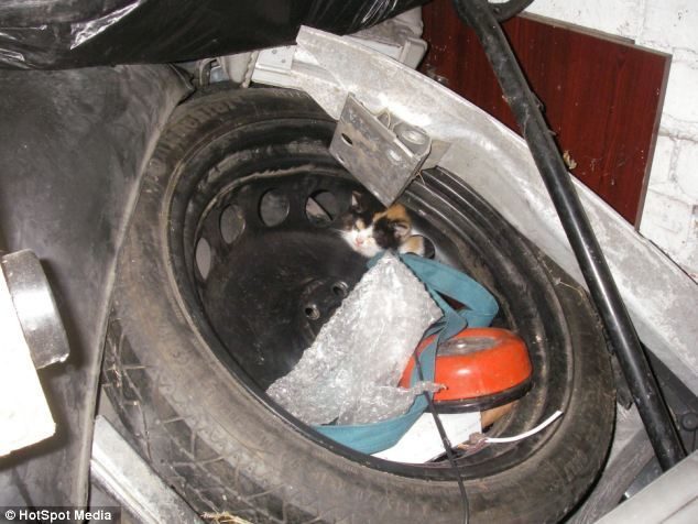 Gatito perdido es salvado de la rueda de un coche, su cabeza estaba pegada a la llanta 3