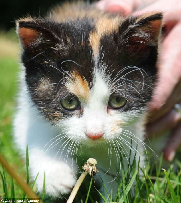 Gatito perdido es salvado de la rueda de un coche, su cabeza estaba pegada a la llanta 5