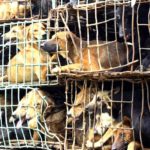 Cacería de perros en Vietnam para vender su carne 9