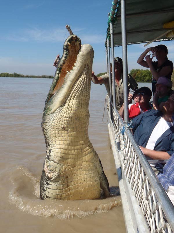 Confirman que la impresionante fotografía de un cocodrilo gigante saltando junto a un bote es real 2 noticias Confirman que la impresionante fotografía de un cocodrilo gigante saltando junto a un bote es real