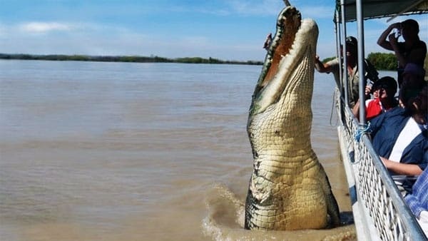 Confirman que la impresionante fotografía de un cocodrilo gigante saltando junto a un bote es real 1 Confirman que la impresionante fotografía de un cocodrilo gigante saltando junto a un bote es real 2